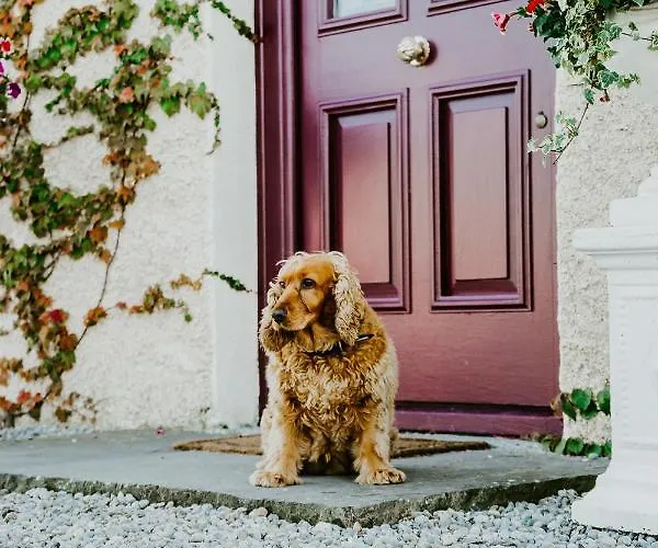 Abbeyview House And Glamping Bed & Breakfast Abbeyshrule